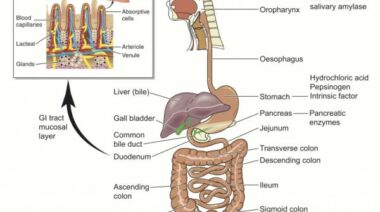 gastrointestinal tract, gi tract and immune system, immune system health