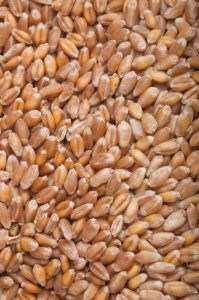 wheat grain, whole grain, phytic acid, phytic acid bran