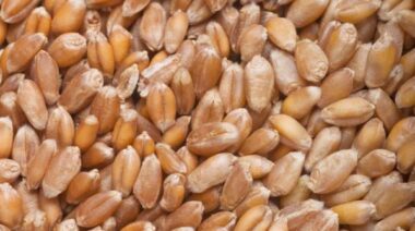 wheat grain, whole grain, phytic acid, phytic acid bran