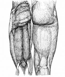 hamstrings, semitendinosus, semimembranosus, biceps femoris