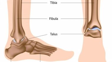 foot anatomy, foot injuries, anatomy of feet, ankle injuries, ankle anatomy