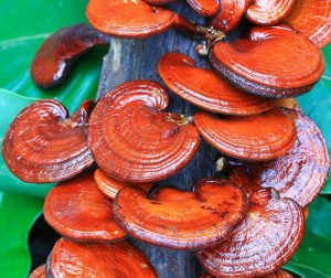 medicinal mushrooms, cordyceps, chaga, reishi, mushroom medicine