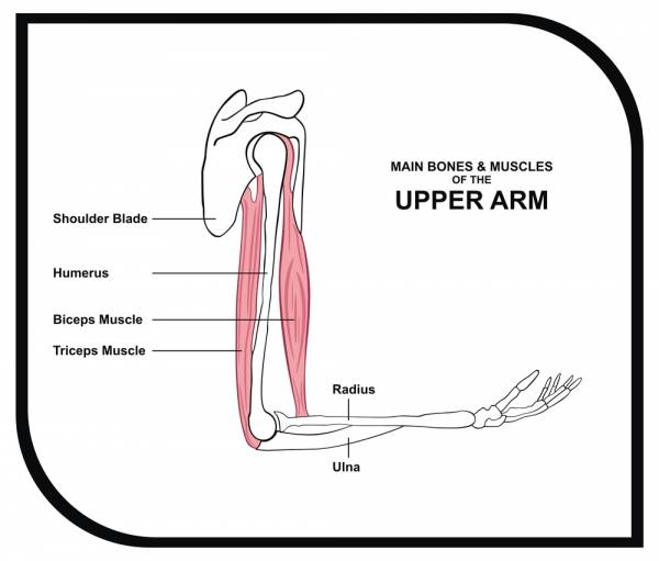 Tip: How Limb Length Affects Training