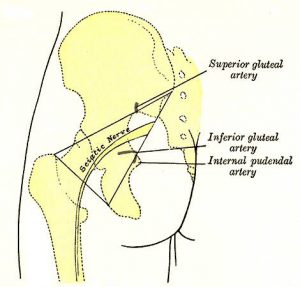 hip pain, sciatica, sciatic nerve, piriformis, piriformis syndrome, hip injury