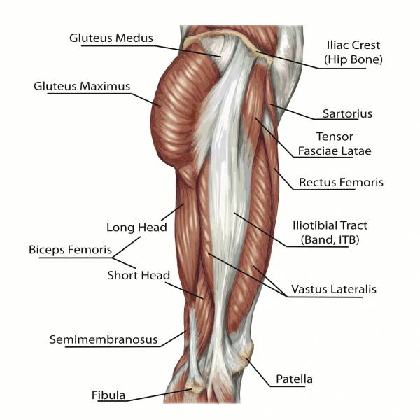 gluteus maximus, glute muscles, glute anatomy, glute exercises, bigger butt