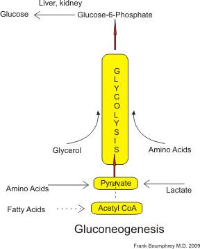 lactic acid in muscles diagram