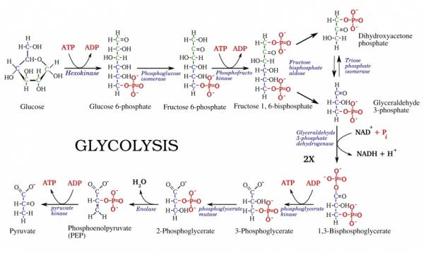 lactic acid, lactate, pyruvate, glycolysis, energy systems, lactic acid buildup