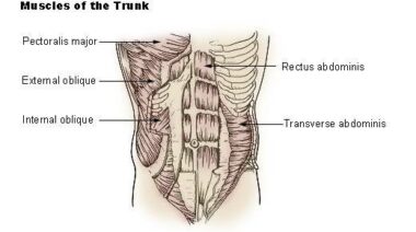 spine anatomy, spine stabilization, pilates, pilates lies, truth about pilates