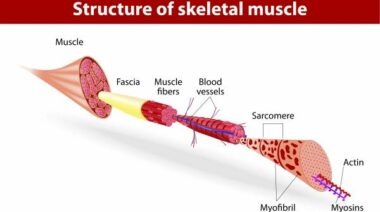 myoglobin, muscle fibers, muscle types, crossfit muscle, type II muscle