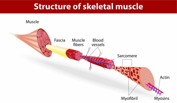 myoglobin, muscle fibers, muscle types, crossfit muscle, type II muscle