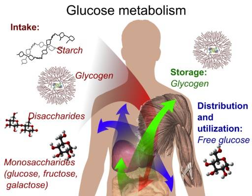 Glycolytic energy online system