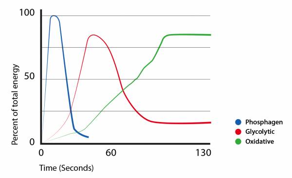 Understanding the Oxidative Energy System and How to Properly Feed It ...