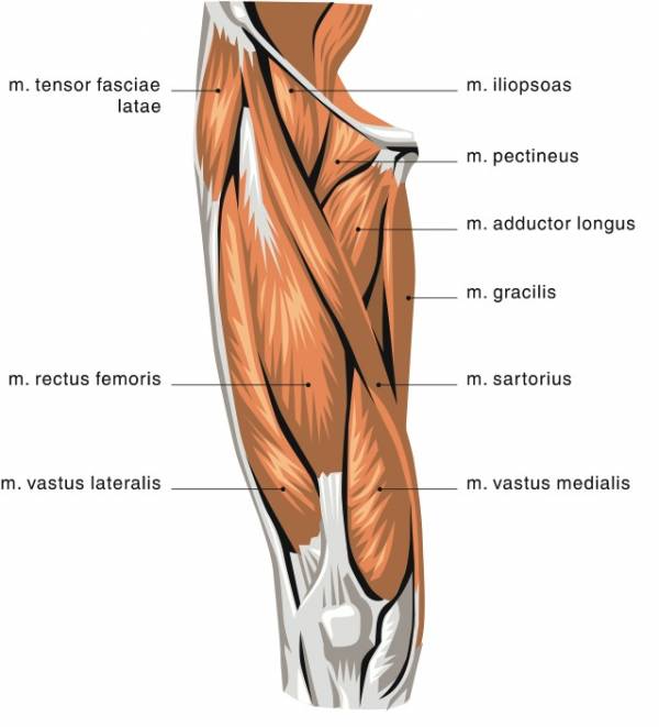 hamstrings, quads, biceps, shoulders, hypertrophy, how to exercise