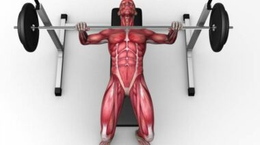 anatomy and crossfit, exercise anatomy, fitness anatomy, anatomy and lifting