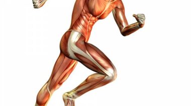 muscle fibers, muscle composition, slow twitch muscle fibers, fast twitch