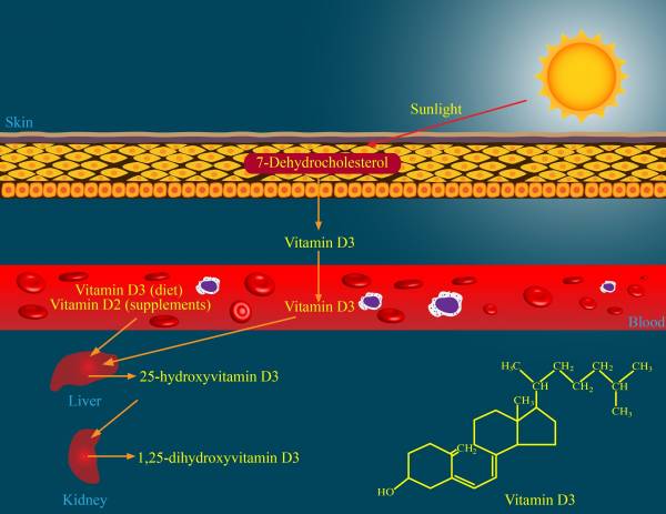 The Effects of Vitamin D Supplementation on Muscle Strength - Breaking ...