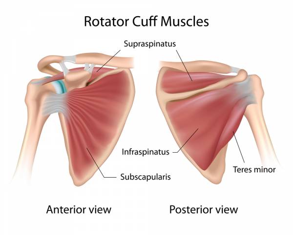 shoulder, shoulder cuff, rotator cuff, shoulder muscles, injury prevention