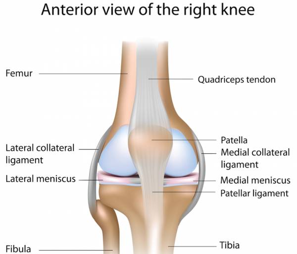 knee, knee pain, youth athletes, growth plates, knee anatomy