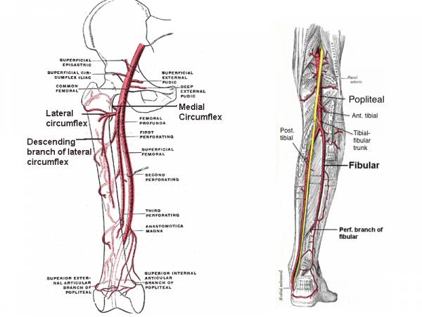 Human anatomy quizzes/Pectoral girdle - Wikiversity