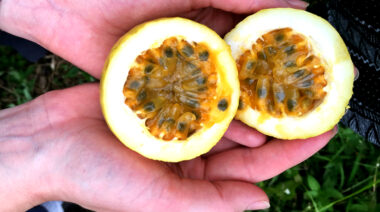 passionfruitcropped