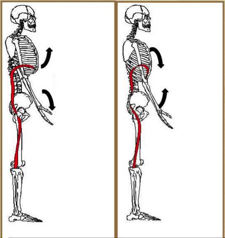 Rib and pelvis alignment.