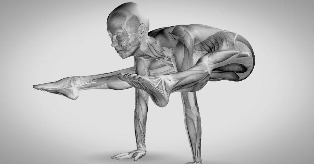Adho Mukha Vrksasana — YogaAnatomy.net  Muscular strength exercises,  Muscular strength, Yoga anatomy