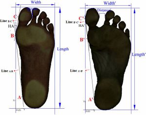 The Real Function of the Big Toe - Breaking Muscle