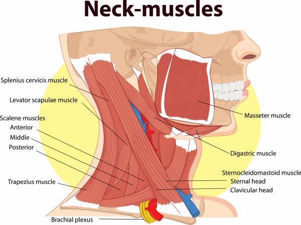 Are Your Weak Neck Muscles Making Your Hamstrings Tight? - Breaking Muscle