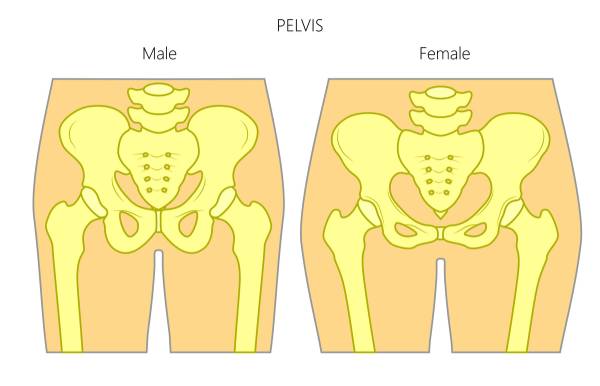 Hips male with female Male To