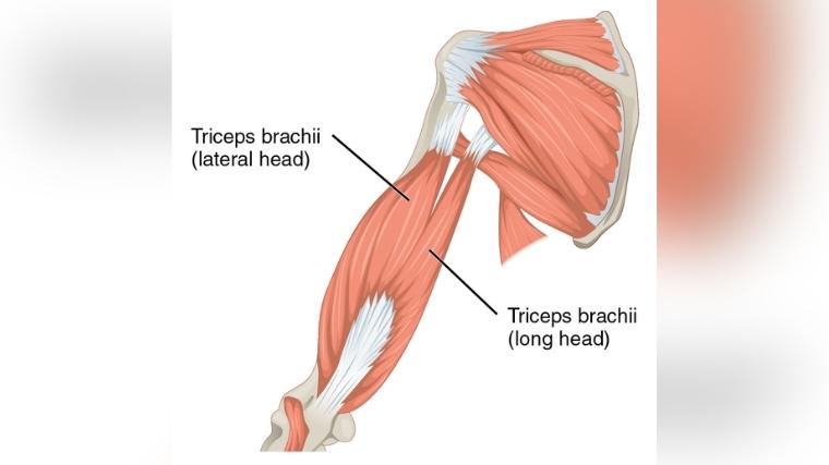Anatomy chart of the triceps muscle