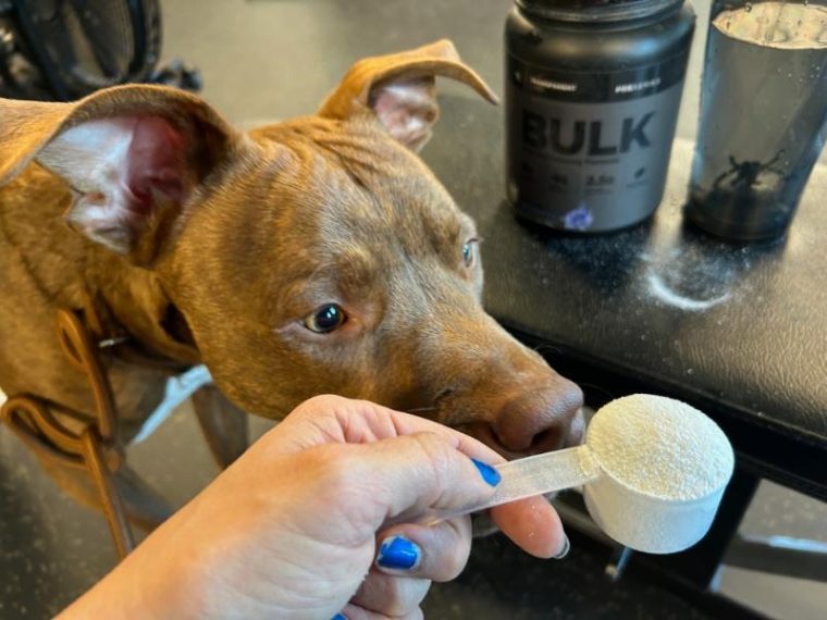 A dog checks out a scoop of Transparent Labs Bulk Black